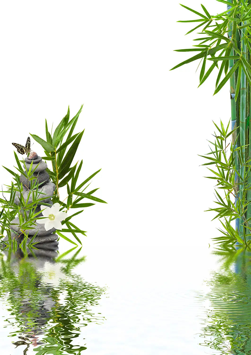 Bambus und Lotus spiegeln sich im Wasser