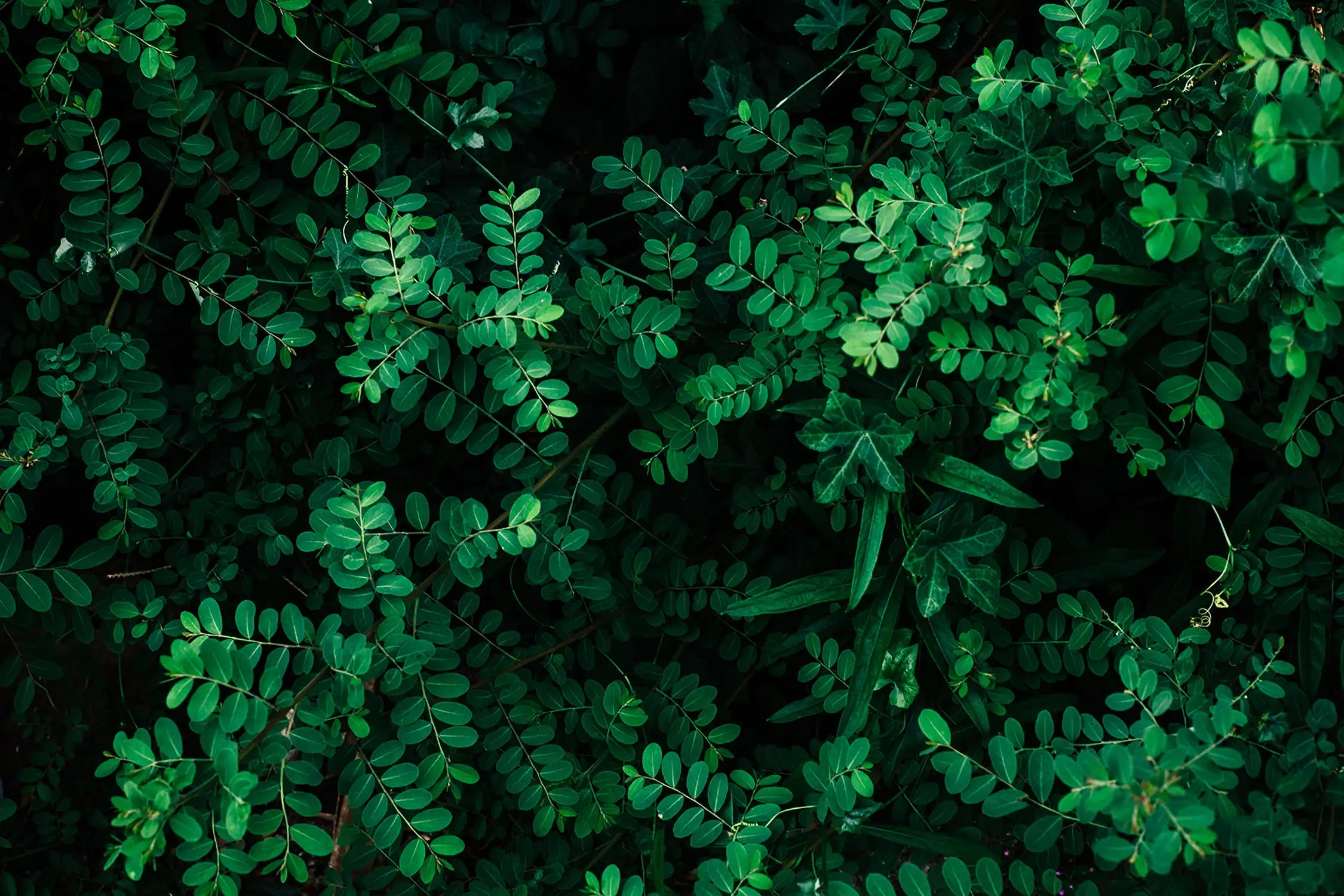 summer floral with tropical green leaves Concept . Foliage Green greenery with leaves and flowers. can be used for display or enter text and montage anything your . Background image Lo-key tones