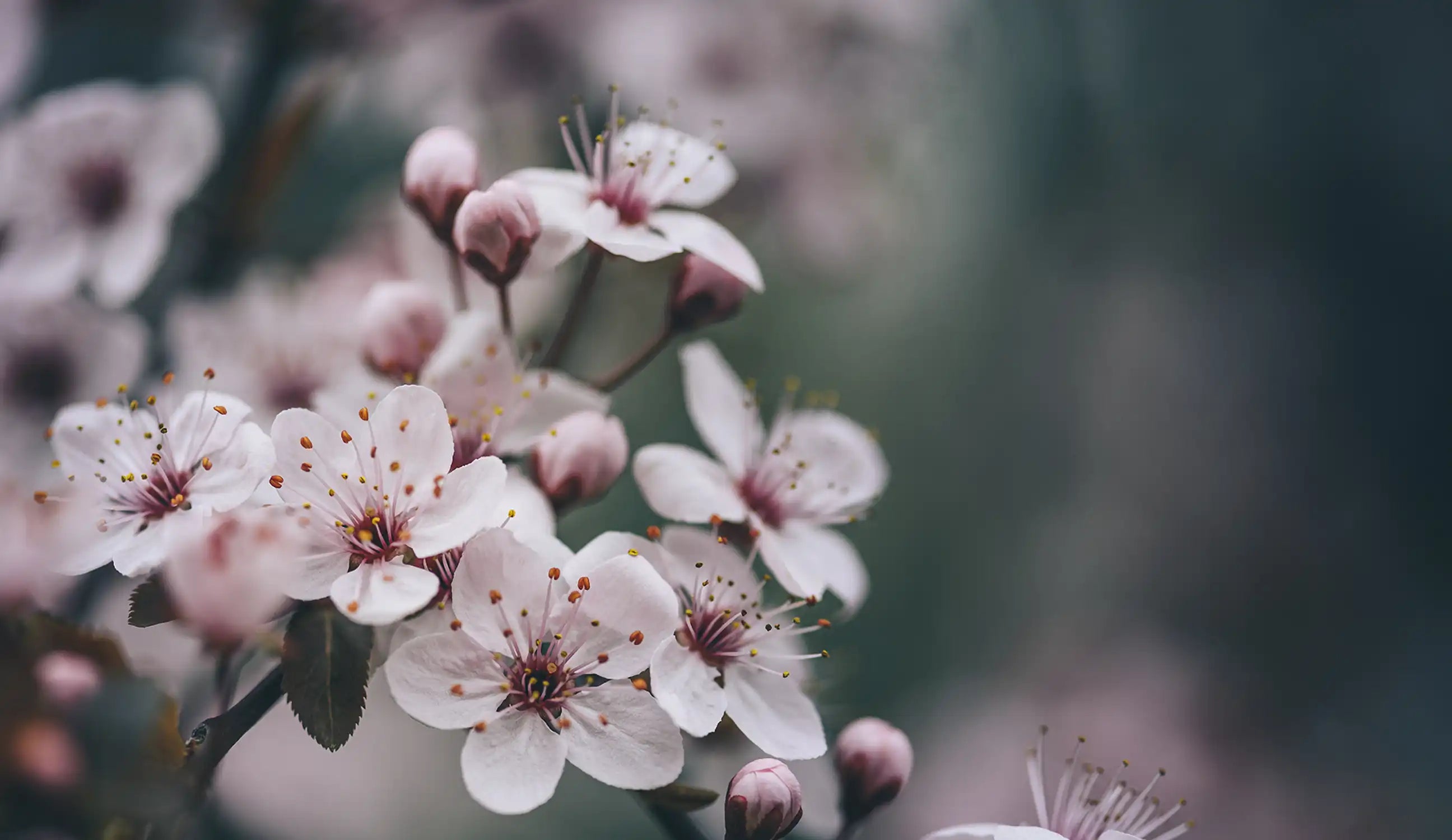 Closeup of spring blossom flower on dark bokeh background.
