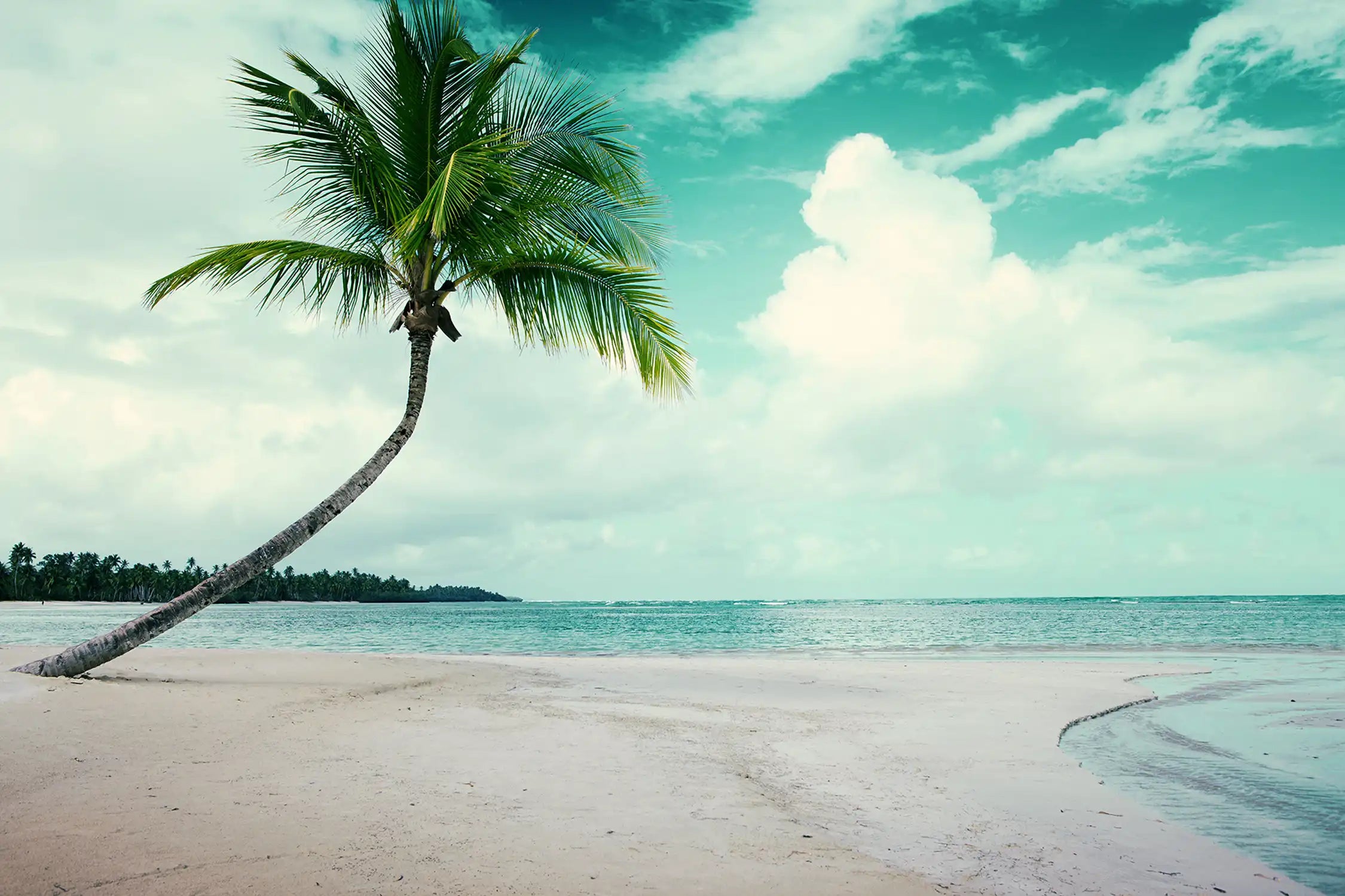 Palm tree on white tropical beach. Travel background