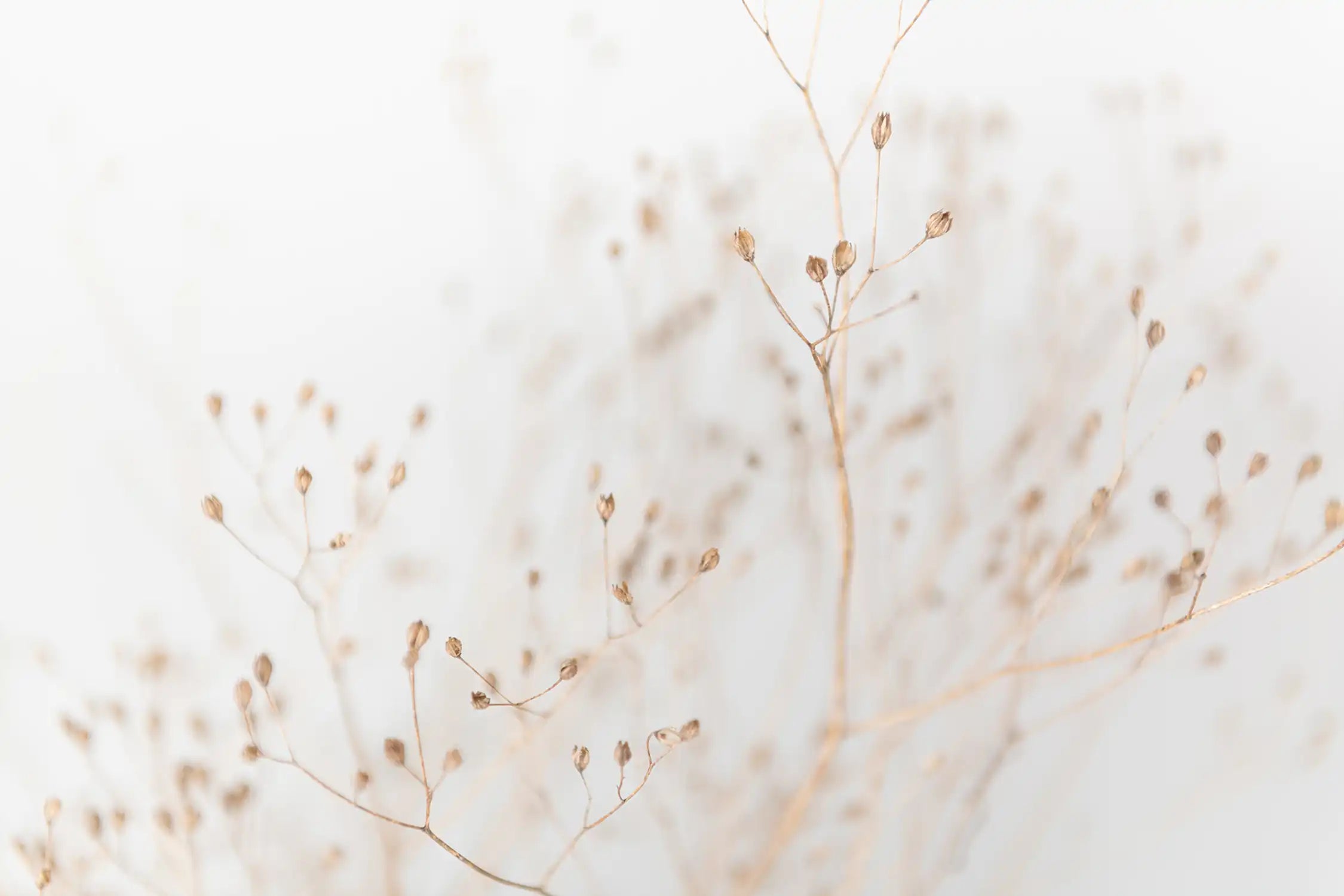 Delicate Dry Grass Branch on White Background
