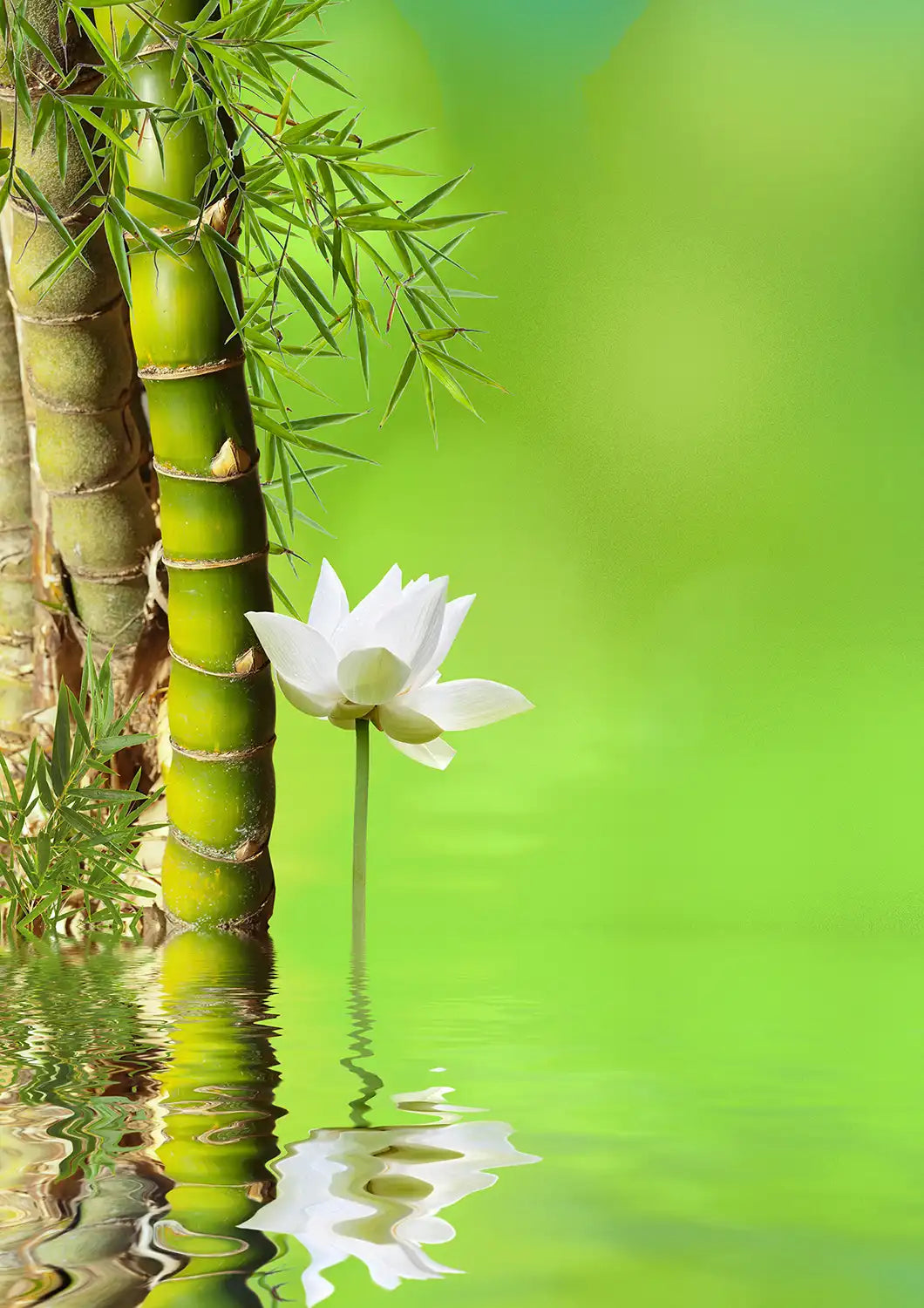 Grüne Bambusstämme mit weißer Lotusblüte vor einem hellgrünen Hintergrund und spiegelnder Wasseroberfläche.