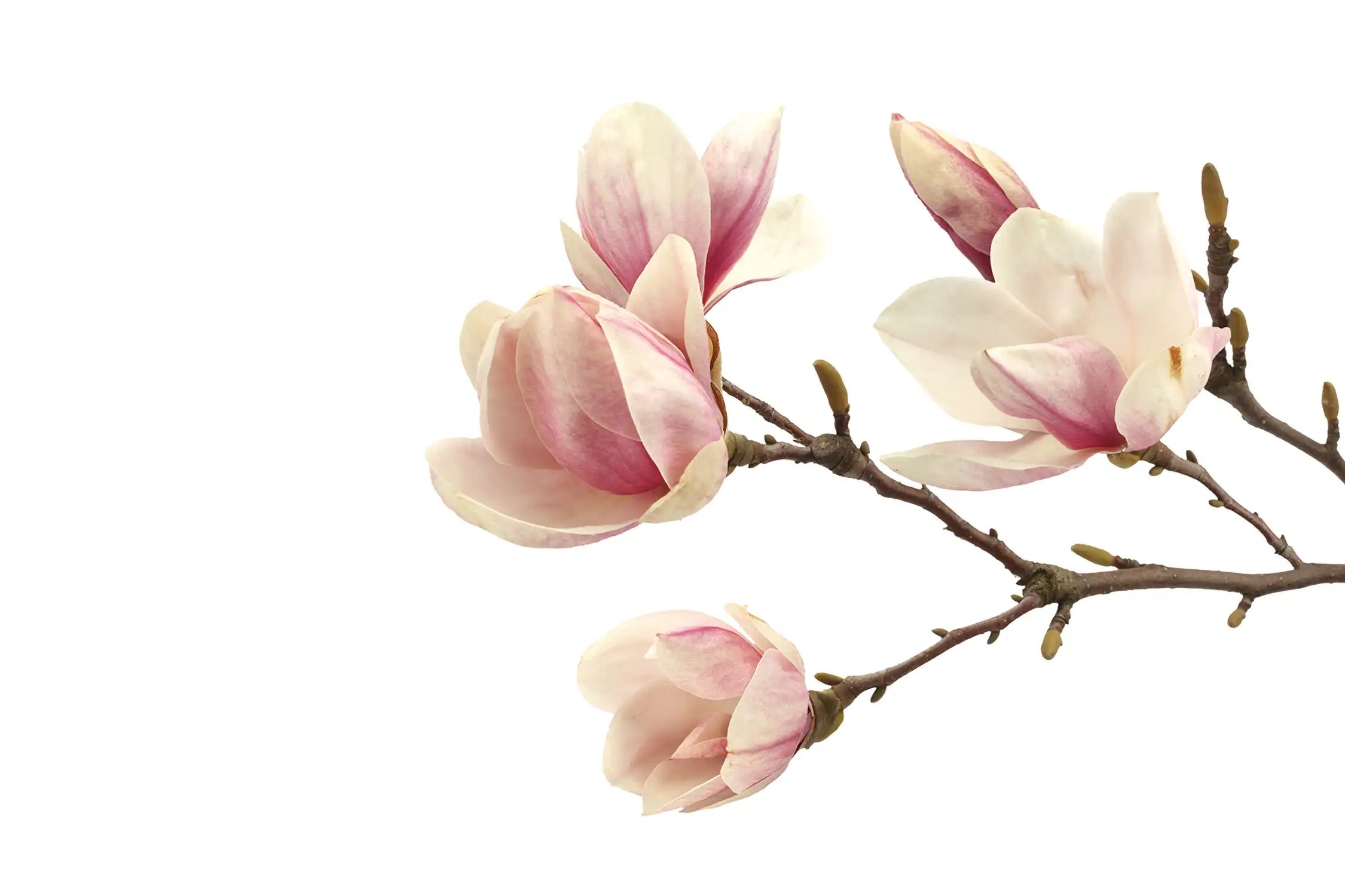 magnolia magnolien Magniolienast