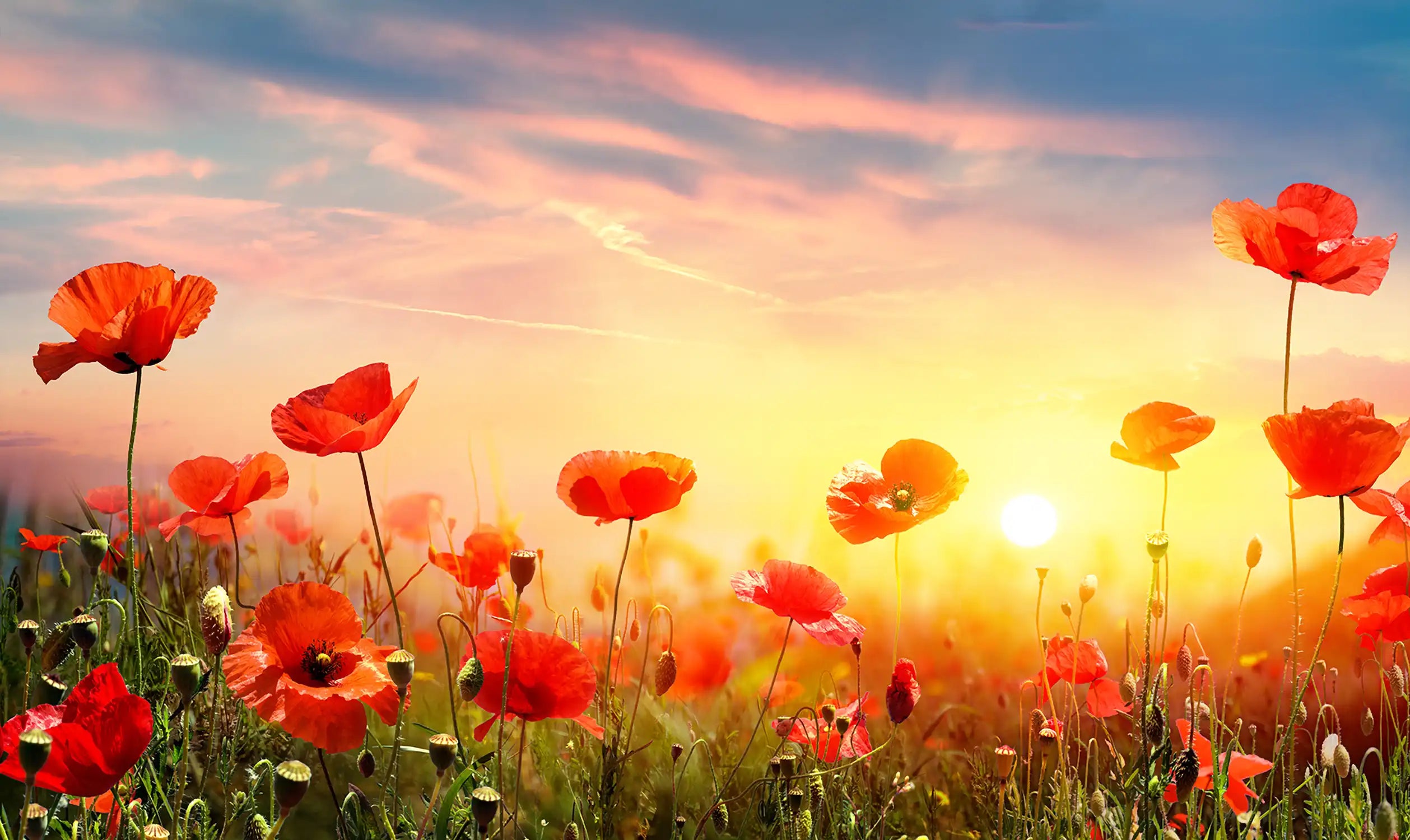 Poppies In Field At Sunset