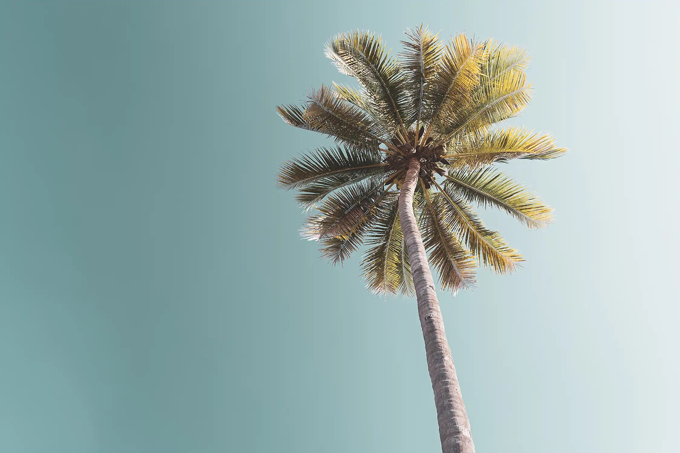 Copy space of tropical palm tree with sun light on sky background.