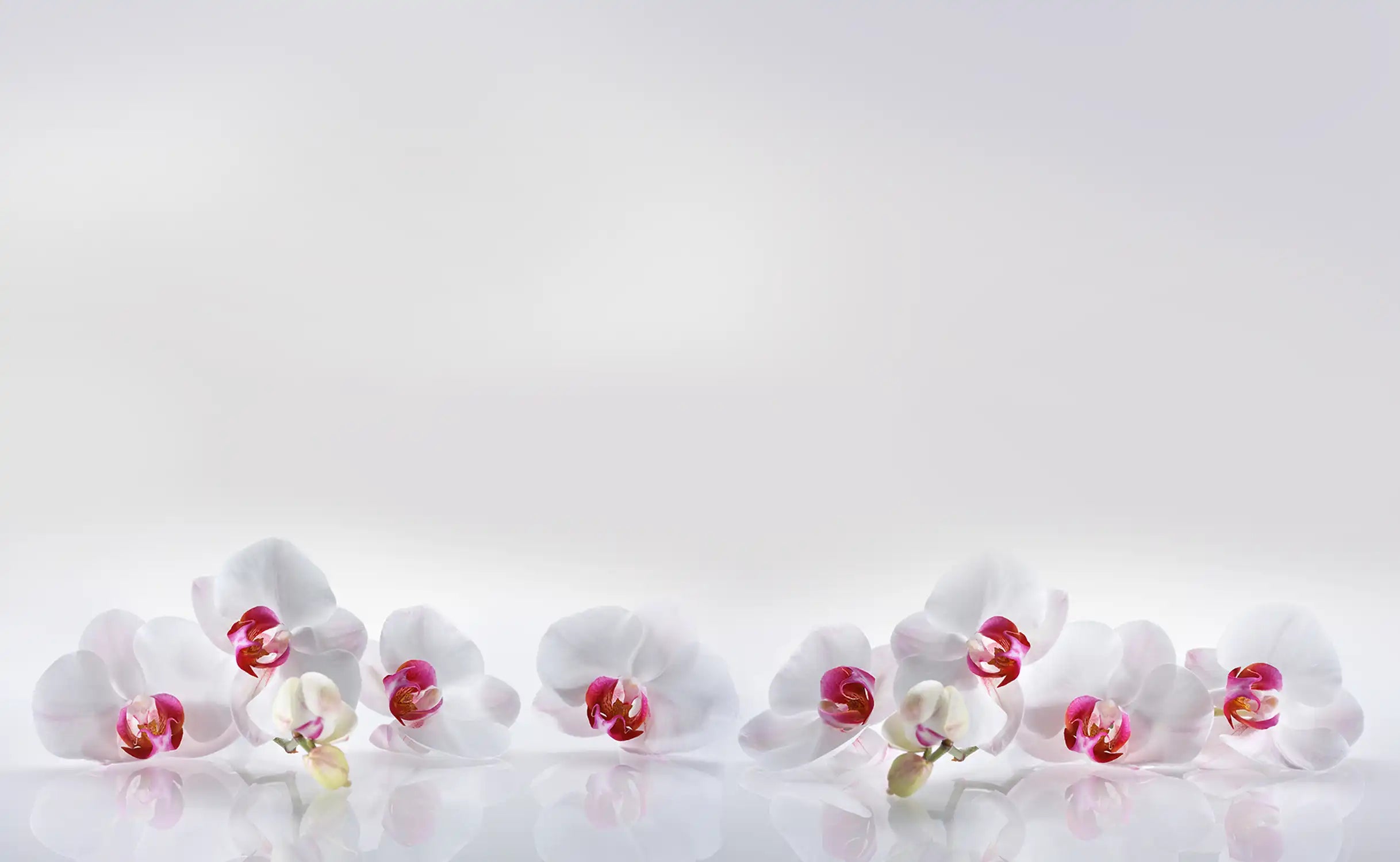 Orchideen 2 Orchidee Phalaenopsis