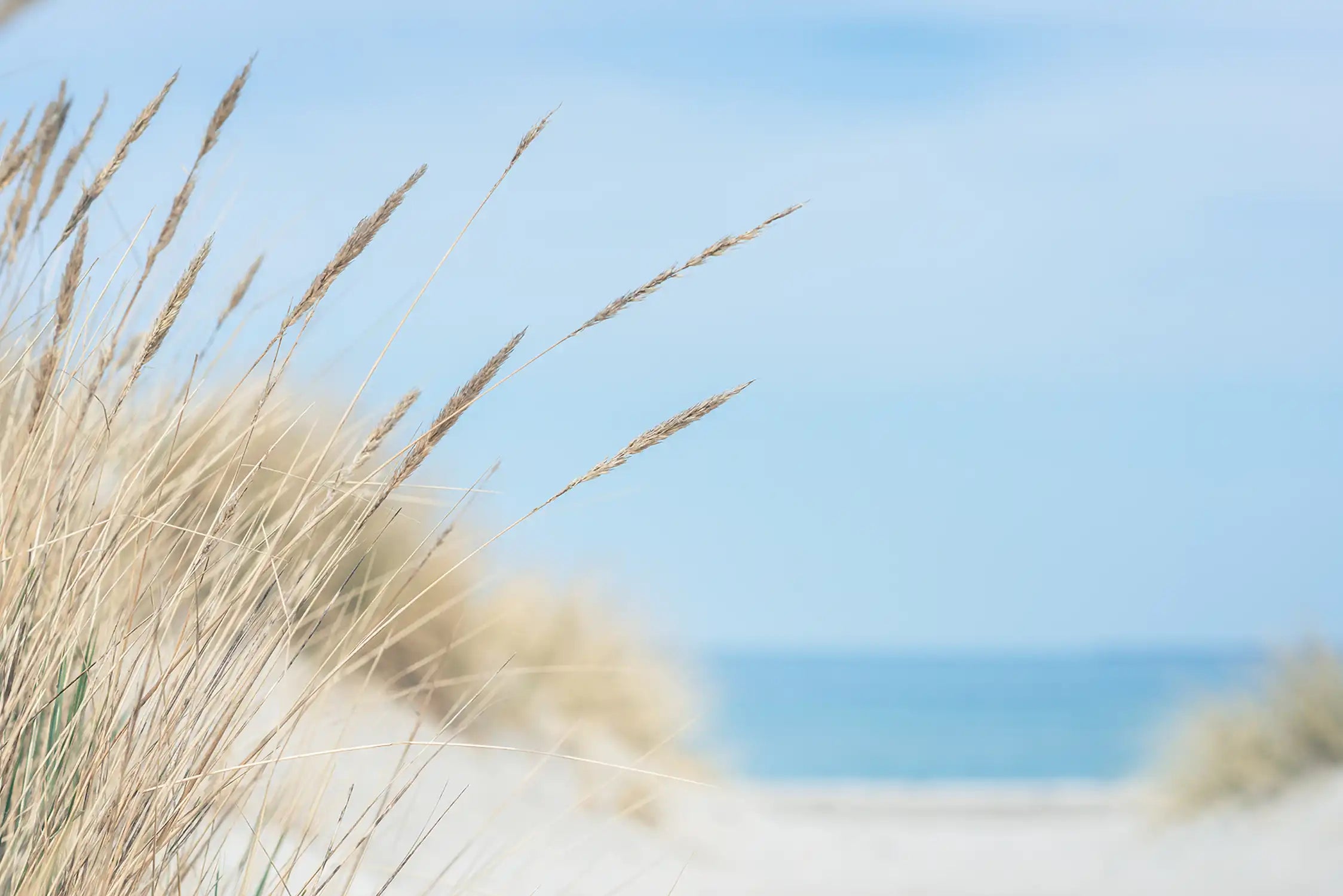Baltic sea dunes over blue coastline background Ostseedünen vor blauem Küstenhintergrund