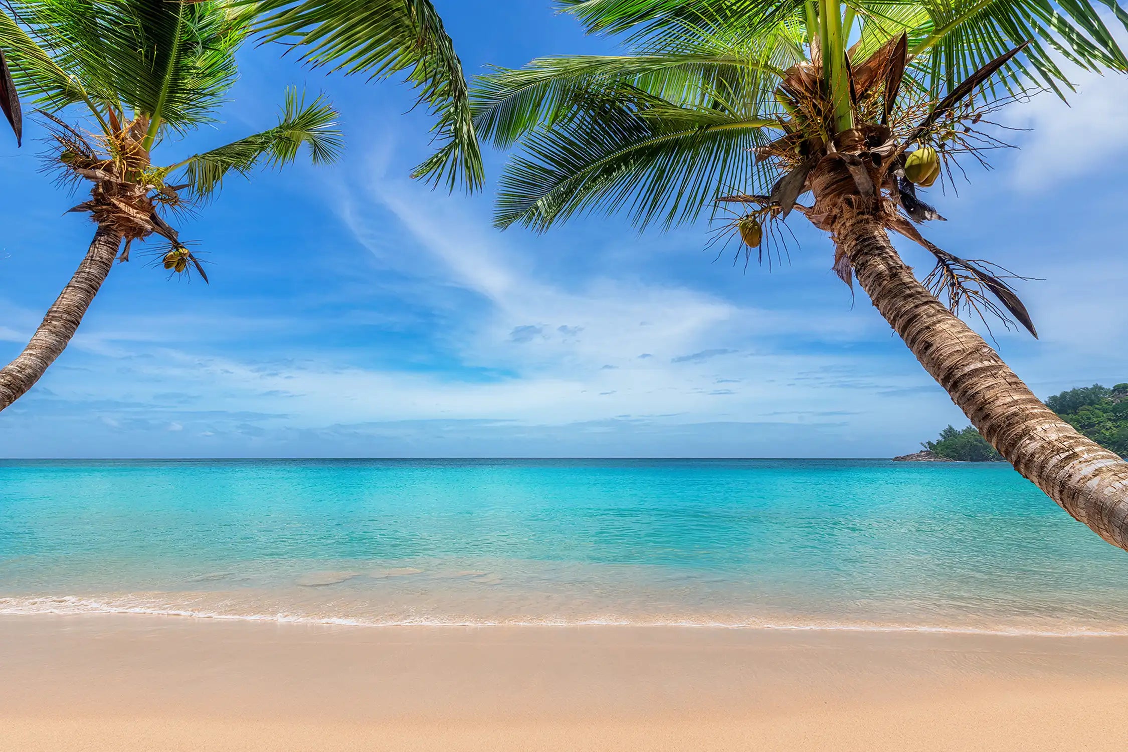 Tropical sunny white sand beach with coco palms and the turquoise sea on Caribbean island