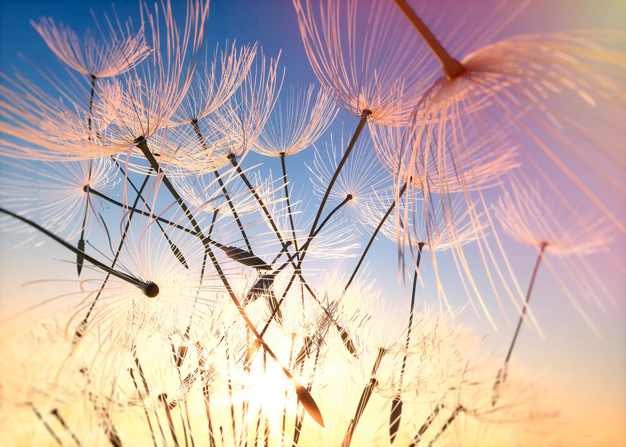 Pusteblume Closeup Sommerabend 2