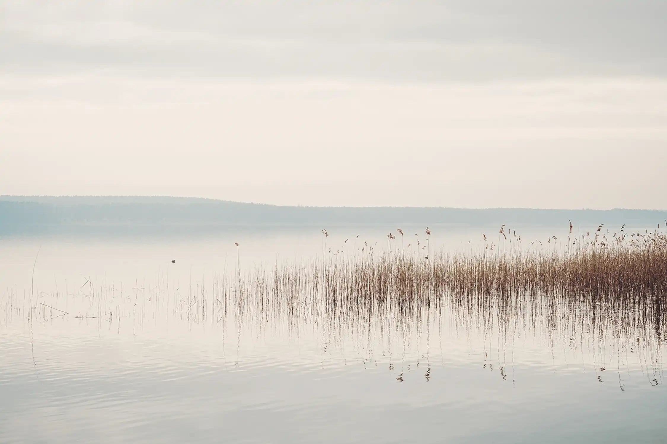 Ruhiges Seeufer am Scharmützelsee in Brandenburg mit Schilf und bedecktem Himmel