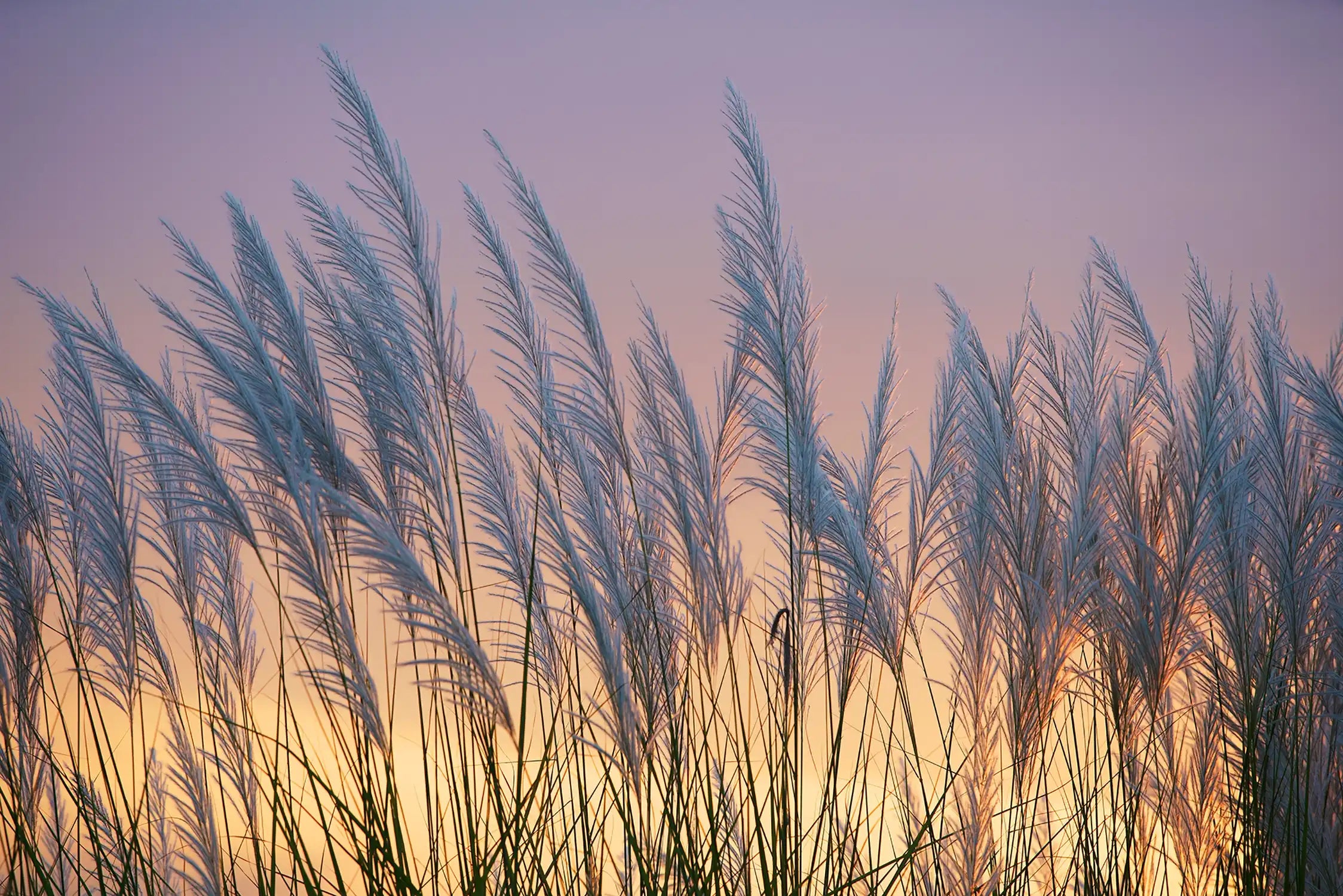 wind blowing reeds flower against sunset light